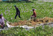 নেত্রকোনার হাওরে বৈশাখের বিষাদ, এবার ঝুঁকিতে সমতলের ফসলও